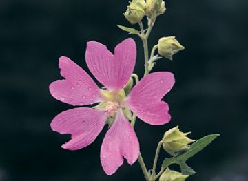 pakistan/skardu/bar/bb-student-biryani-and-bar-bq-center