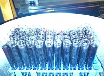 croatia/hvar/bar/hvar-pub-crawl