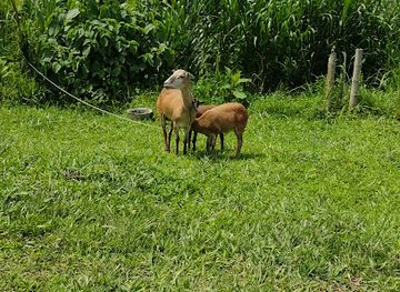 colombia/los-nevados-national-natural-park/bar/marino-nieto