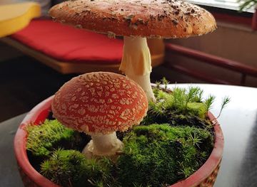 slovenia/zasavje/bar/bar-malibu-natalija-dolanc-s-p