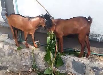 ethiopia/bale-mountains-national-park/bar/bil-afiya-restaurant