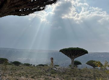 yemen/socotra-archipelago/bar/socotra-advisor-tours