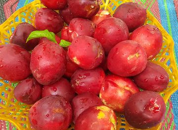 afghanistan/arachosia/bar/kandahar-orazganrd