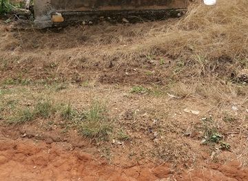 togo/mount-agou-area/bar/vin-de-palm