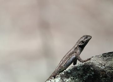 maryland/billy-goat-trail/bar/the-rooftop-at-the-potomac-river