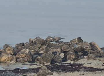 bahrain/bahrain-fort/bar/jay-kark