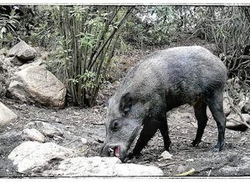 algeria/aures-mountains/bar/