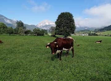 austria/kalkalpen-national-park/bar/stress-alm