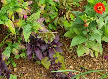 jamaica/dry-harbour-mountains/bar/macharl-s-bar-grill
