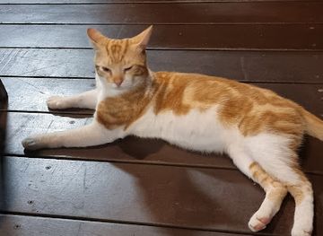 new-caledonia/lifou/bar/restaurant-drehu-village