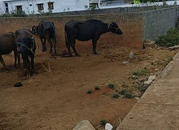 india/eastern-ghats/bar/naidu-wines