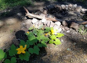 maryland/green-ridge-state-forest/bar/green-ridge-state-forest-campsite-7