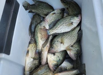 louisiana/toledo-bend-reservoir/bar/toledo-bend-resort