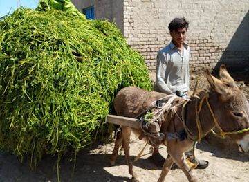 pakistan/lower-sindh/bar/