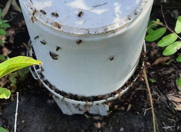 mauritius/trou-aux-cerfs/bar/momiel-ltd