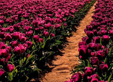 somalia/lower-juba/bar/baajiye