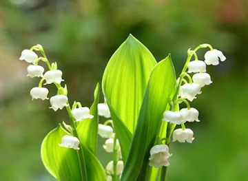 iraq/qadisiyyah/bar/