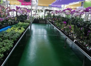 brunei/lamunin/bar/glow