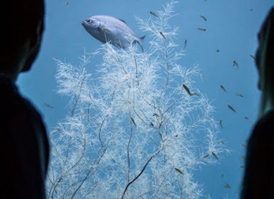 new-zealand/milford-sound/bar/milford-sound-underwater-observatory-southern-discoveries