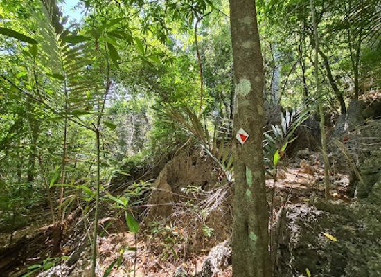 christmas-island/west-white-beach/bar/west-white-beach-trailhead