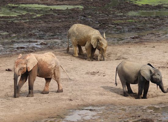 central-african-republic/sangha-mbaere/bar/dzanga-sangha-national-park