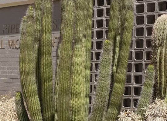 arizona/organ-pipe-cactus-national-monument/bar/kris-eggle-visitor-center
