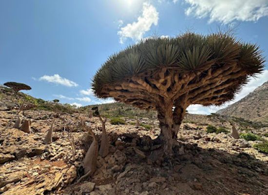yemen/socotra-archipelago/bar/socotra-specialty-tours
