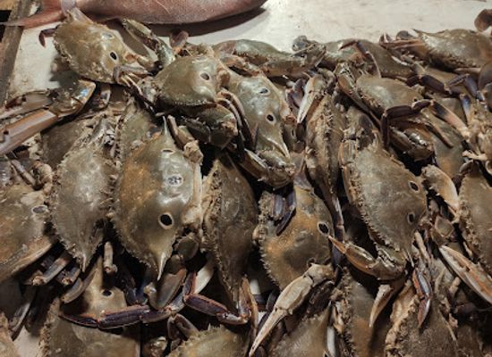 bangladesh/kuakata/bar/fish-bar-b-q-market-west-side-kuakata