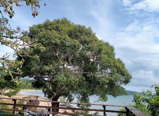 mayotte/plage-de-n-gouja/bar/3-baobab