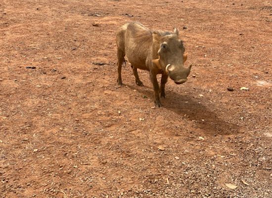 senegal/niokolo-koba-national-park/bar/halte-parc-niokolo-koba