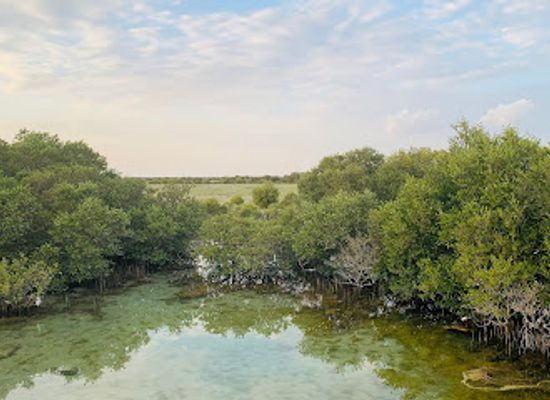 qatar/al-thakira-mangroves/bar/al-thakeera-beach