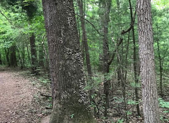 delaware/blackbird-state-forest/bar/blackbird-state-forest