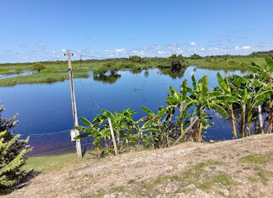 brazil/pantanal/bar/maria-alligator