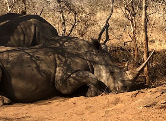 eswatini/hlane-royal-national-park/bar/hlane-national-park-activities-center