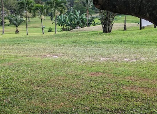 gabon/mayombe-forest/bar/masaya-s-garden
