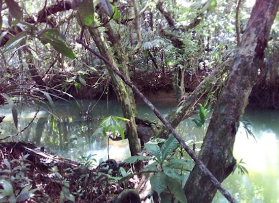 palau/helen-reef/bar/ngermeskang-bird-sanctuary