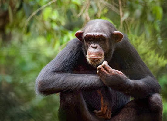 sierra-leone/tacugama-chimpanzee-sanctuary/bar/tacugama-chimpanzee-sanctuary