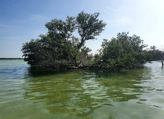 qatar/al-thakira-mangroves/bar/al-thakhira-beach-park
