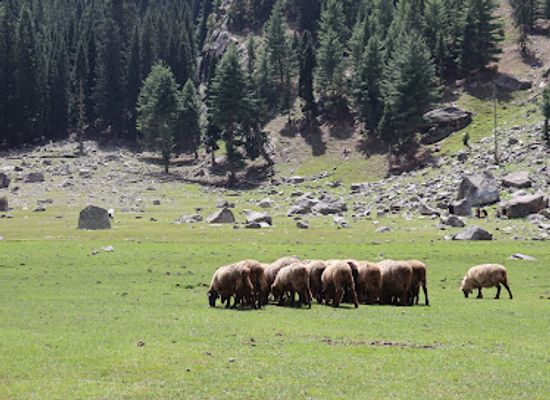 pakistan/northern-areas/bar/aat-meadow