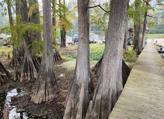 louisiana/caddo-lake/bar/drift-inn-landing