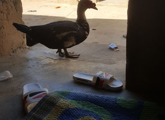 mauritania/gorgol/bar/restau-badiene-sop-fallou-mb