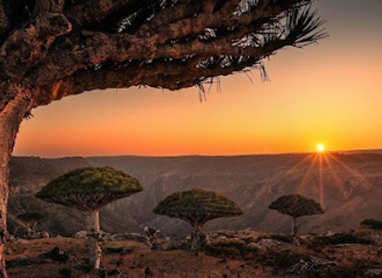 yemen/socotra-archipelago/bar/travel-to-socotra
