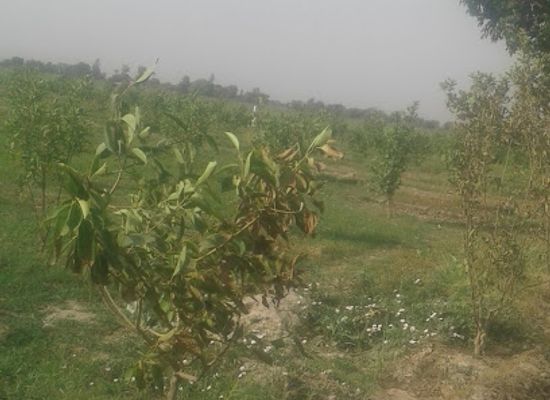 pakistan/seraiki-wasaib/bar/sabir-hussain-kbr