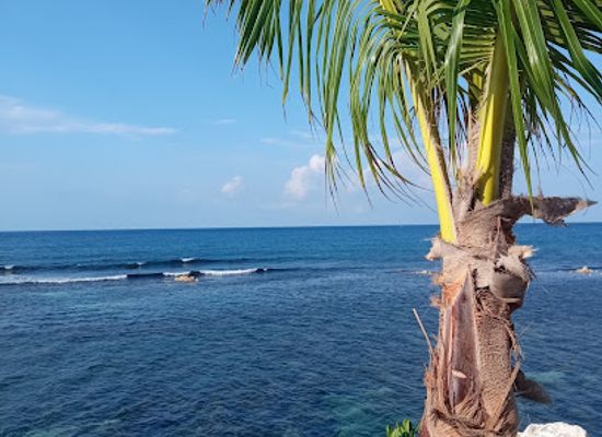 jamaica/runaway-bay-area/bar/coconut-bar