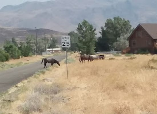 nevada/storey-county/bar/east-50-bar