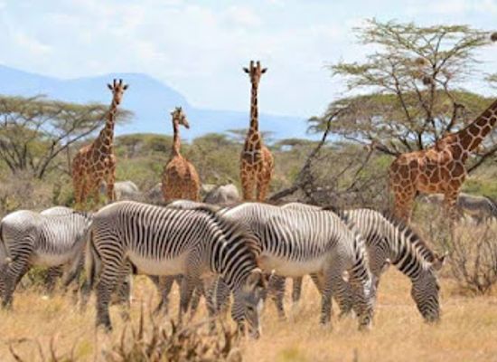 kenya/samburu-region/bar/shaba-national-reserve