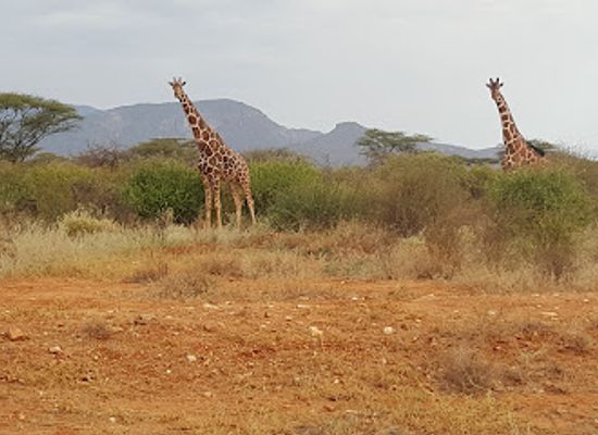 kenya/samburu-region/bar/county-inn-hotel