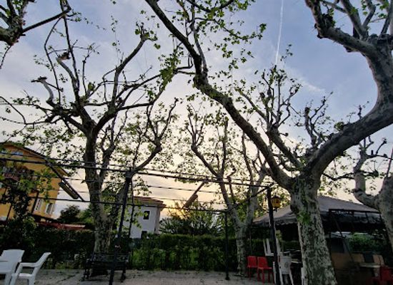 italy/lucca/bar/bar-italia