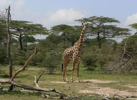 tanzania/selous-game-reserve/bar/nyerere-national-park-selous-game-reserve