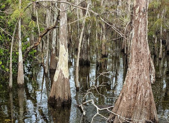 florida/big-cypress-national-preserve/bar/big-cypress-national-preserve